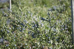 Giumarra International Berries