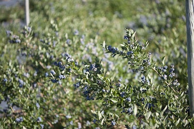 Giumarra International Berries
