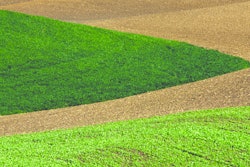 2 Tone Field 10982682