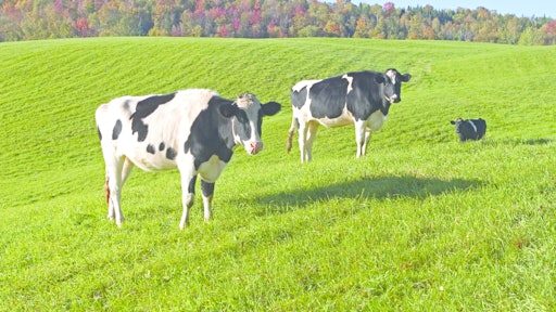 Cows 10982687