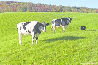 Cows 10982687