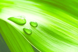 Green 10982621