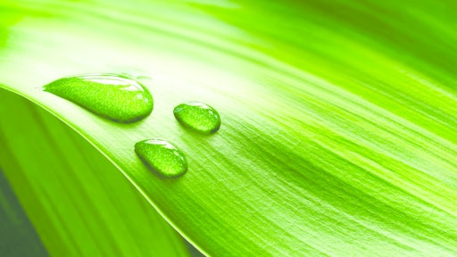 Green 10982621