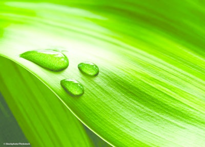 Green 10982621