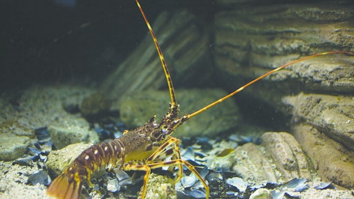 Lobster 11192012