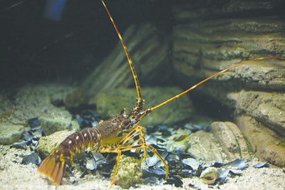 Lobster 11192012