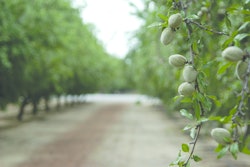 Almonds Edited Cover Spread 11456573