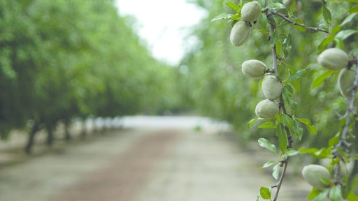Almonds Edited Cover Spread 11456573