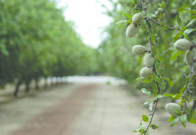 Almonds Edited Cover Spread 11456573