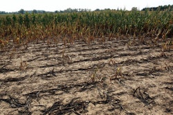 Drought Stricken Corn
