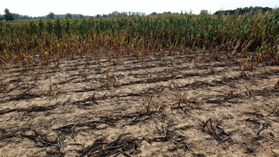 Drought Stricken Corn