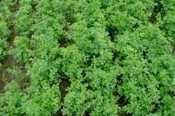 Alfalfa Regrowth 300x225