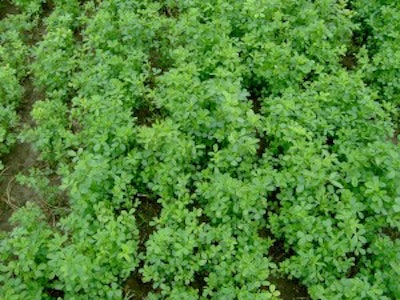 Alfalfa Regrowth 300x225