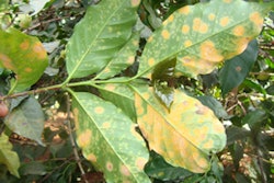 Coffee Rust India