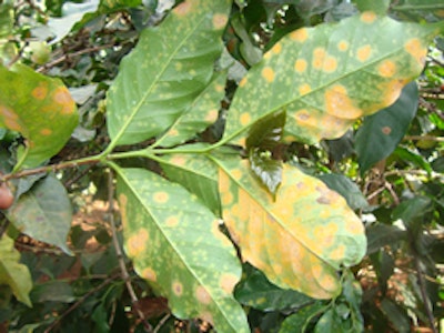 Coffee Rust India
