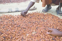 Drying The Beans Hr 5446c600e911f