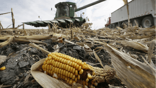 corn 5491bfeb5229b