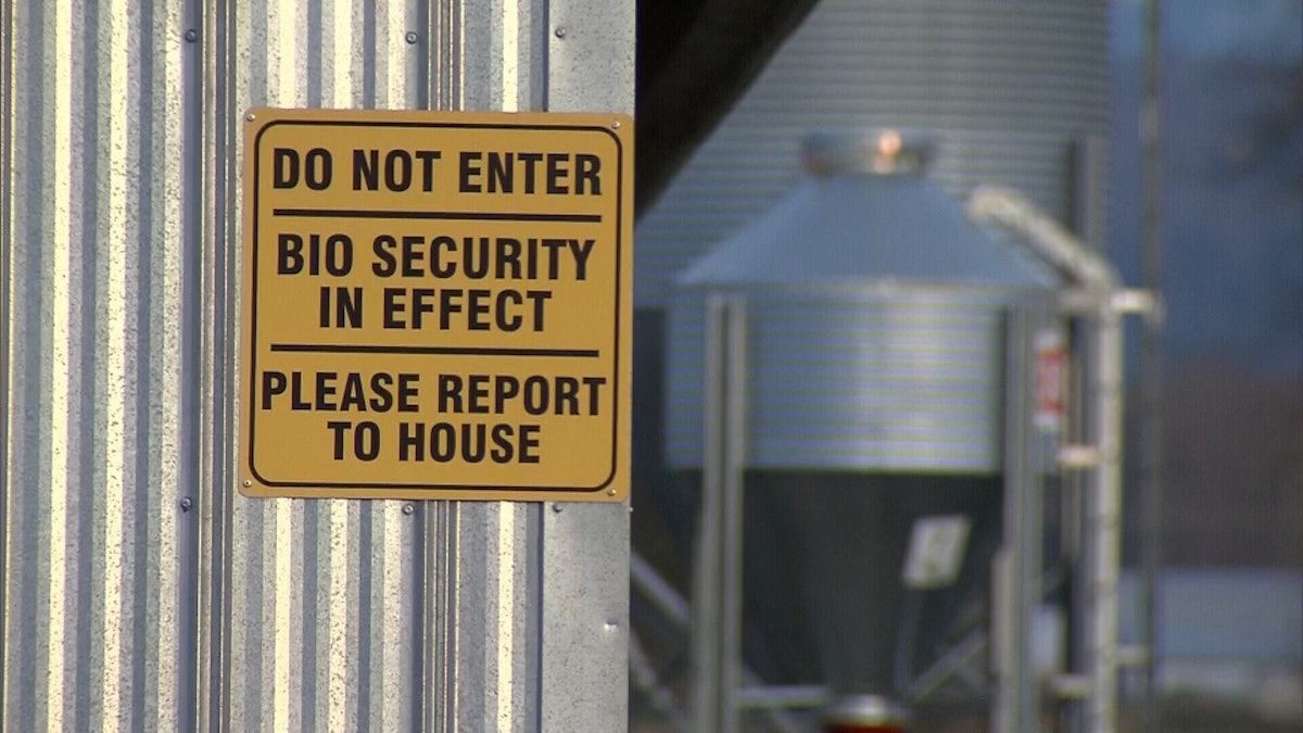 Avian Flu Hits British Columbia Birds; Seven Countries Ban Canadian