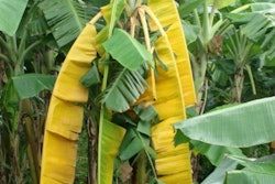 Yellow and wilted leaves are typical symptoms of Fusarium wilt, the yellowing typically progresses from the older to the younger leaves.