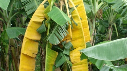 Yellow and wilted leaves are typical symptoms of Fusarium wilt, the yellowing typically progresses from the older to the younger leaves.