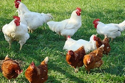 poultry backyard 54b54eac50d30