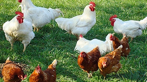poultry backyard 54b54eac50d30