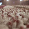PerdueChickenFarmer 54e7783d06217