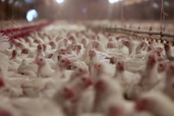 PerdueChickenFarmer 54e7783d06217
