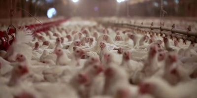 PerdueChickenFarmer 54e7783d06217