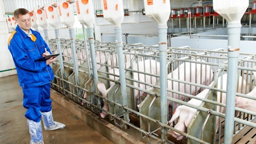 meat inspector at pig farm 54cfcabad360e