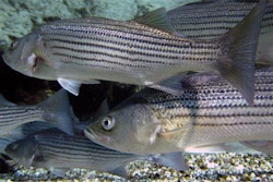 10 18 12flickr striped bass rockfish edit 550c5b2a975bd