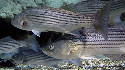 10 18 12flickr striped bass rockfish edit 550c5b2a975bd