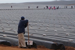 In this Sept. 25, 2014 photo, day laborers work in a strawberry field as they prepare the field for planting in the Valle de San Quintin, part of the municipality of Ensenada, south of Tijuana in Baja California, Mexico. On March 16, 2015, workers from about 60 farms in the area walked off their jobs to demand better pay and labor conditions.