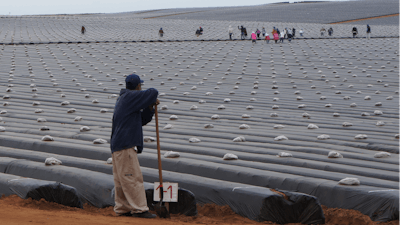In this Sept. 25, 2014 photo, day laborers work in a strawberry field as they prepare the field for planting in the Valle de San Quintin, part of the municipality of Ensenada, south of Tijuana in Baja California, Mexico. On March 16, 2015, workers from about 60 farms in the area walked off their jobs to demand better pay and labor conditions.