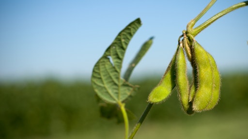 soybean 1 2012 55198aaf3680b