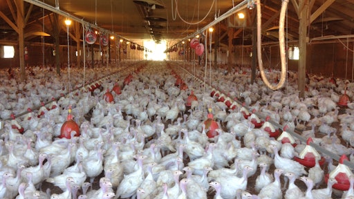The country’s poultry industry may have to live with a deadly bird flu strain for several years, the U.S. Department of Agriculture’s chief veterinary officer said Thursday, April 16, 2015 on a visit to Minnesota, the state hit hardest by outbreaks that have cost Midwest producers over 2 million turkeys and chickens.