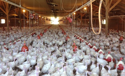 The country’s poultry industry may have to live with a deadly bird flu strain for several years, the U.S. Department of Agriculture’s chief veterinary officer said Thursday, April 16, 2015 on a visit to Minnesota, the state hit hardest by outbreaks that have cost Midwest producers over 2 million turkeys and chickens.