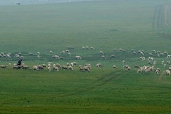 livestock herding drones 55253fded3add