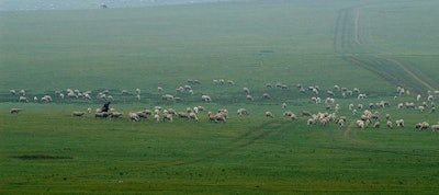 livestock herding drones 55253fded3add