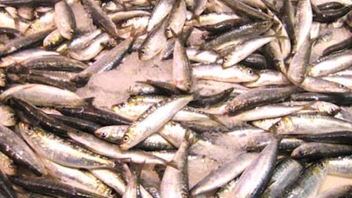 sardines on ice 552d243770fd0
