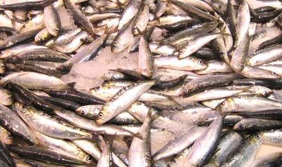 sardines on ice 552d243770fd0