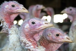 FILE - In this Nov. 2, 2005 file photo, turkeys are pictured at a turkey farm near Sauk Centre , Minn. A deadly strain of bird flu has reached the Midwest, killing or requiring hundreds of thousands of turkeys to be euthanized.