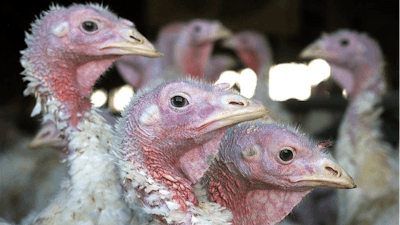 FILE - In this Nov. 2, 2005 file photo, turkeys are pictured at a turkey farm near Sauk Centre , Minn. A deadly strain of bird flu has reached the Midwest, killing or requiring hundreds of thousands of turkeys to be euthanized.