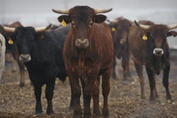 CattleHerd 5554c2e5dfd97