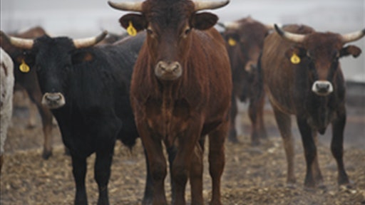 CattleHerd 5554c2e5dfd97