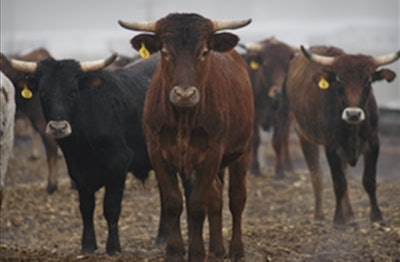 CattleHerd 5554c2e5dfd97