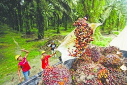 palm oil harvest 5543a04f261b6