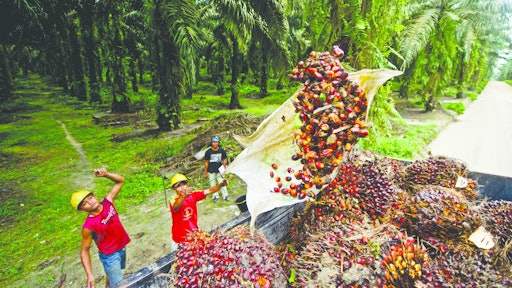 palm oil harvest 5543a04f261b6