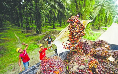 palm oil harvest 5543a04f261b6