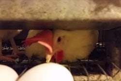 CostcoEggs 559aa7d66890c